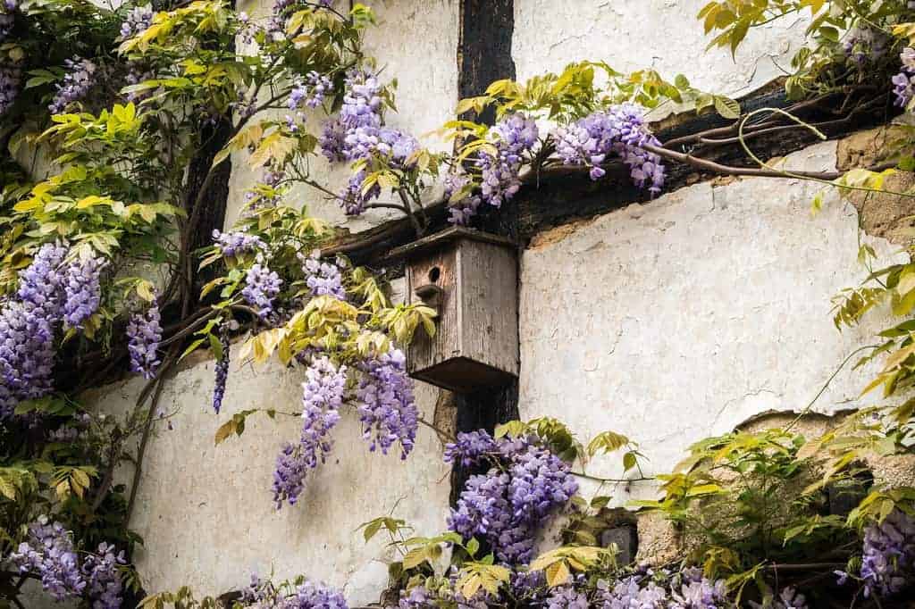blauwe regen herfst snoeien