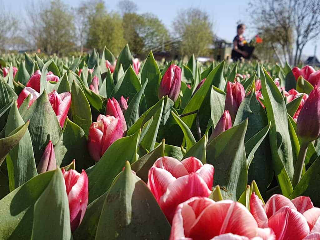 Pluktuinen Zomerbloemen tulpen