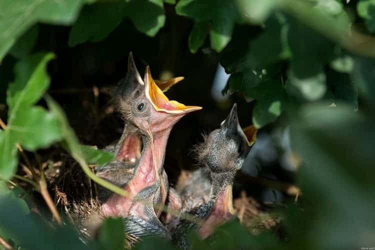beleef de lente vogels nest