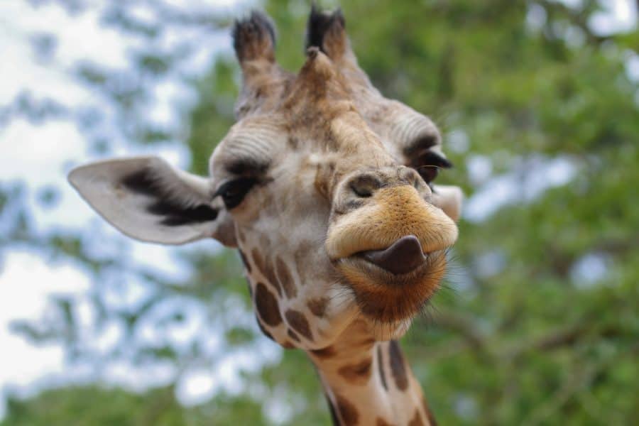 gewoontedier loslaten giraffe