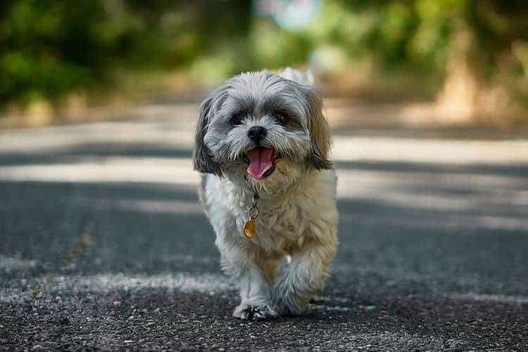 hond stinkt buiten