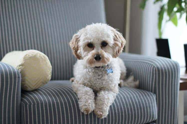 huisdieren gelukkig maken hond