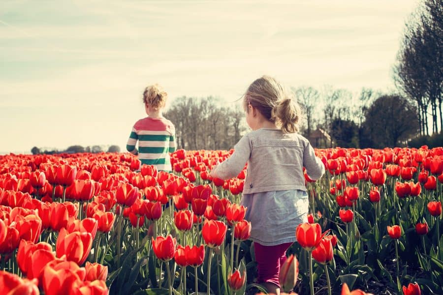 pluktuinen tulpen kleinkinderen