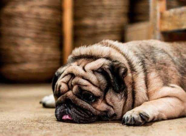 slaaprimpels hond