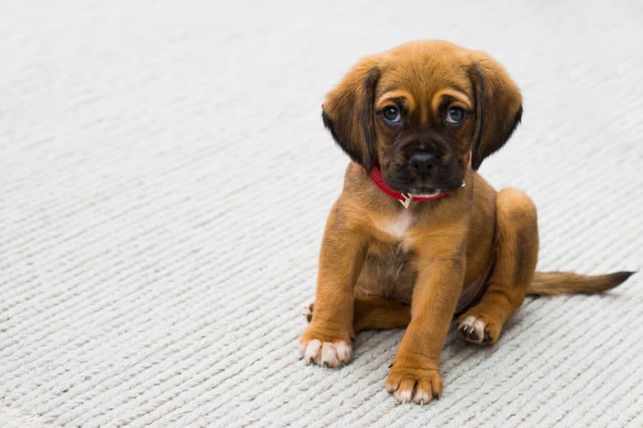 Puppy