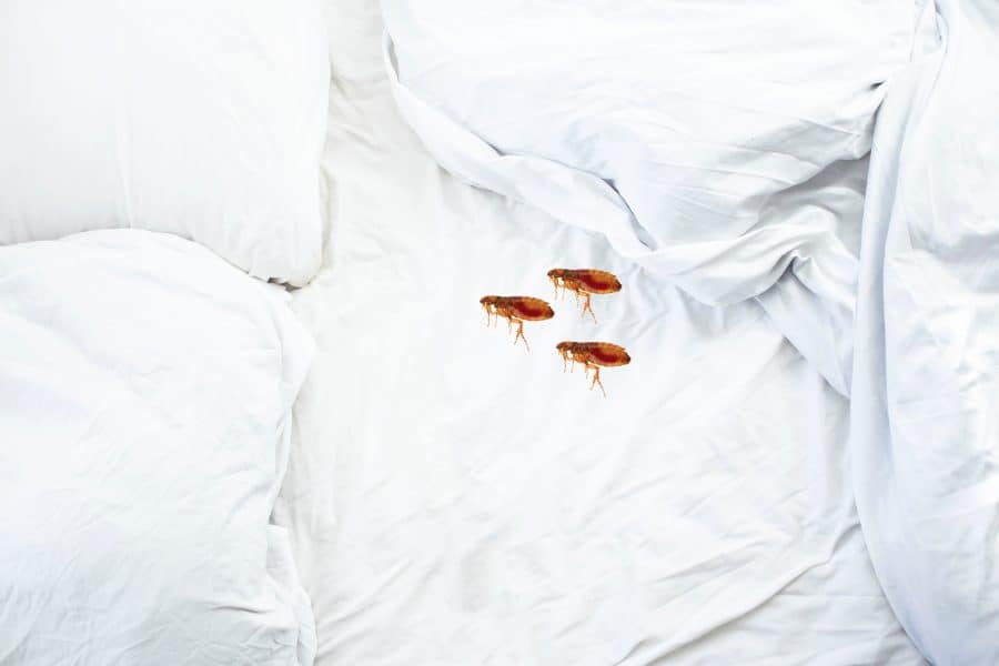 bed huisstofmijt