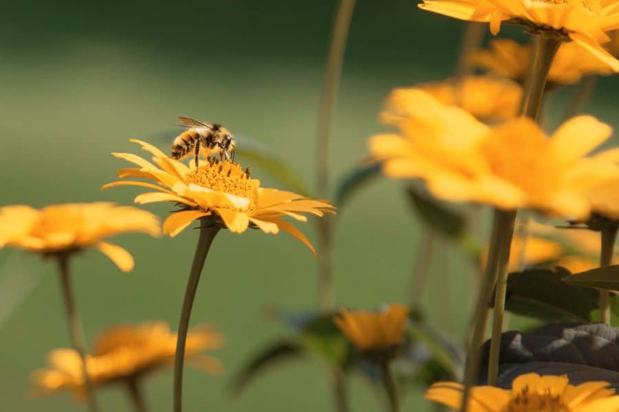 bij op bloem