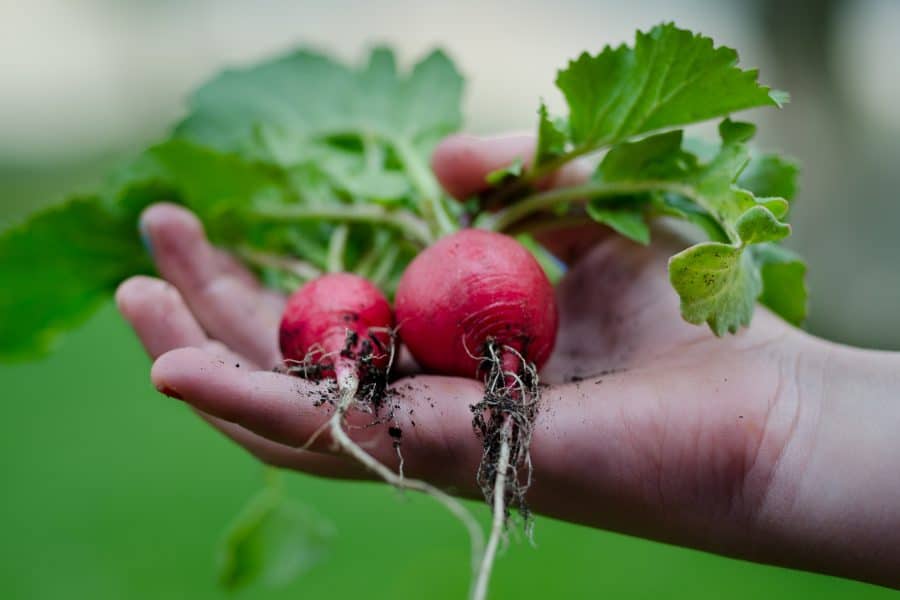 Eigen moestuin radijsjes