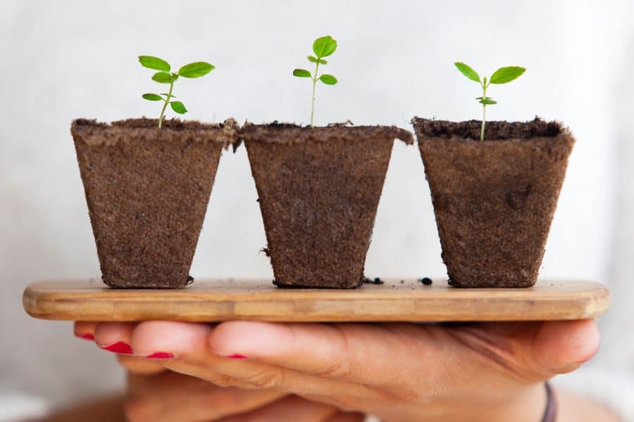 milieuvriendelijk plantjes groeien