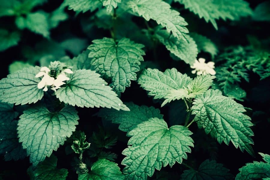planten geneeskracht