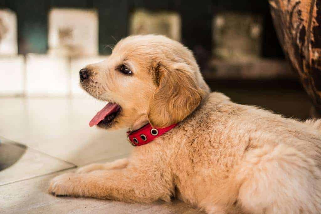 puppy in huis