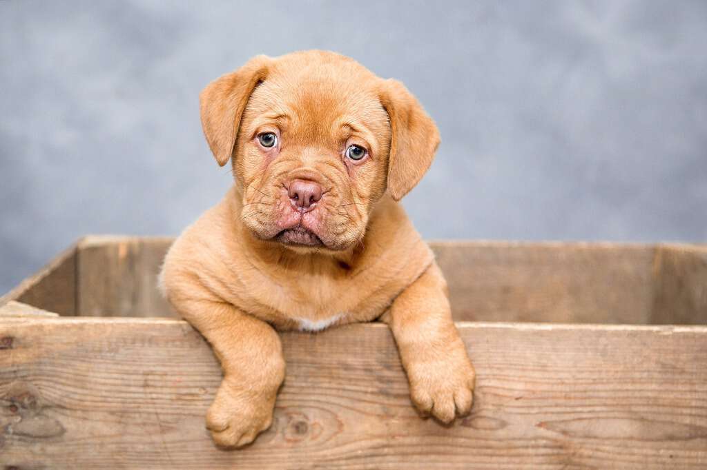 puppy in huis