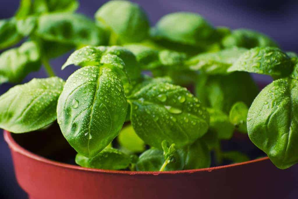 basil fruitvliegjes