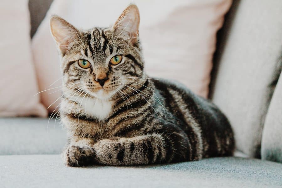 vlooienplaag vakantie kat