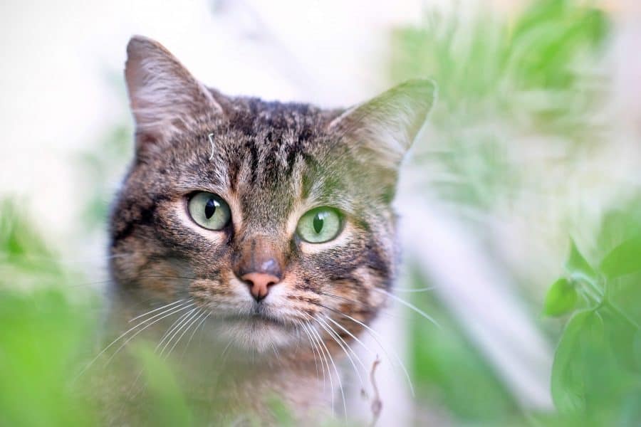 kat tuin kattenbak