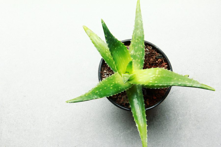 aloe vera zuiverende planten