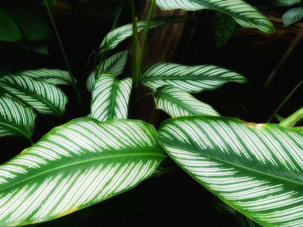 calathea zuiverende planten