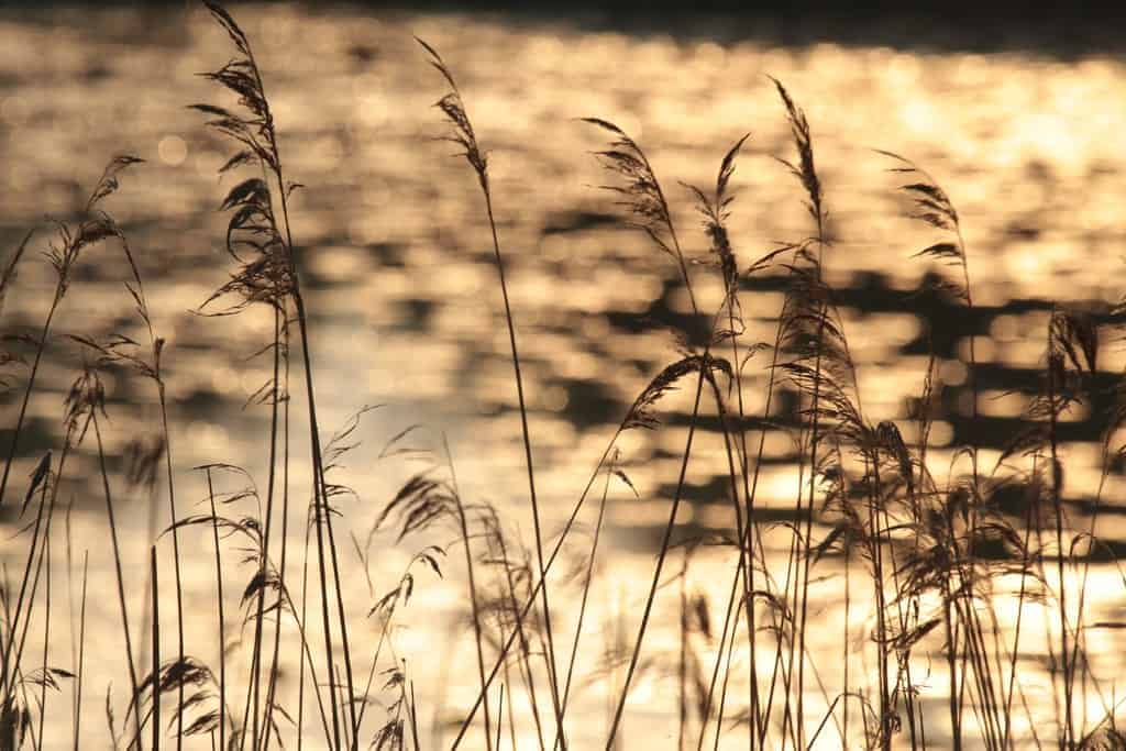 fietsroutes in Nederland riet water