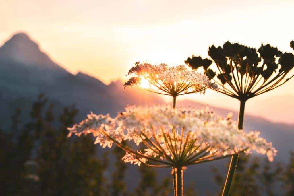 goedemorgen ochtendritueel