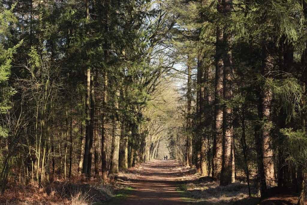 wandelen in Nederland Mastbos