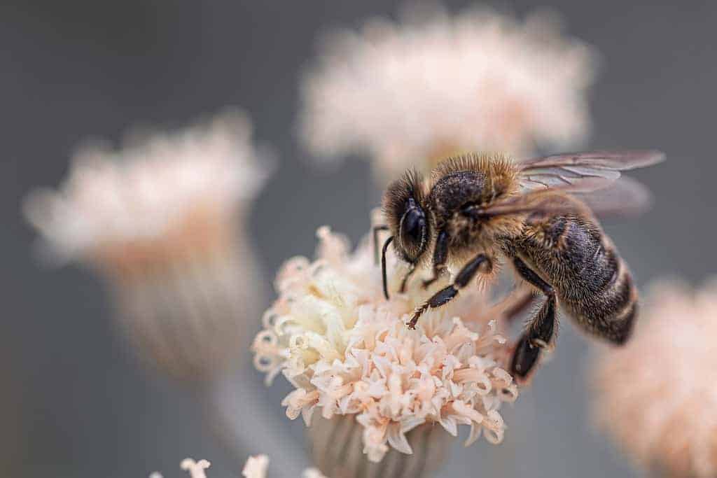 insecten bloem