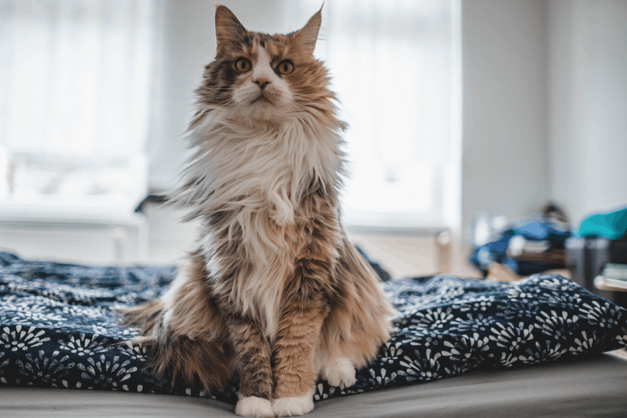 klitvrije kat