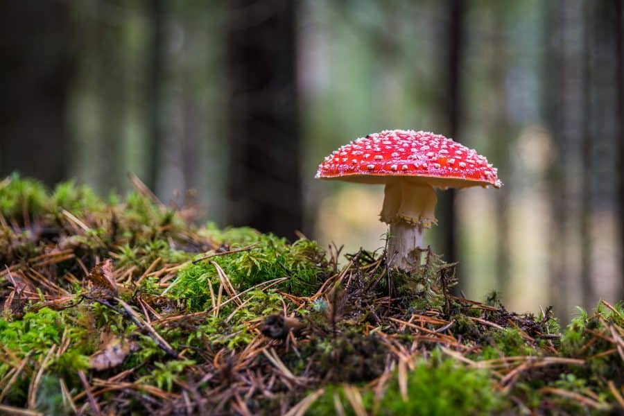 gezond de herfst door