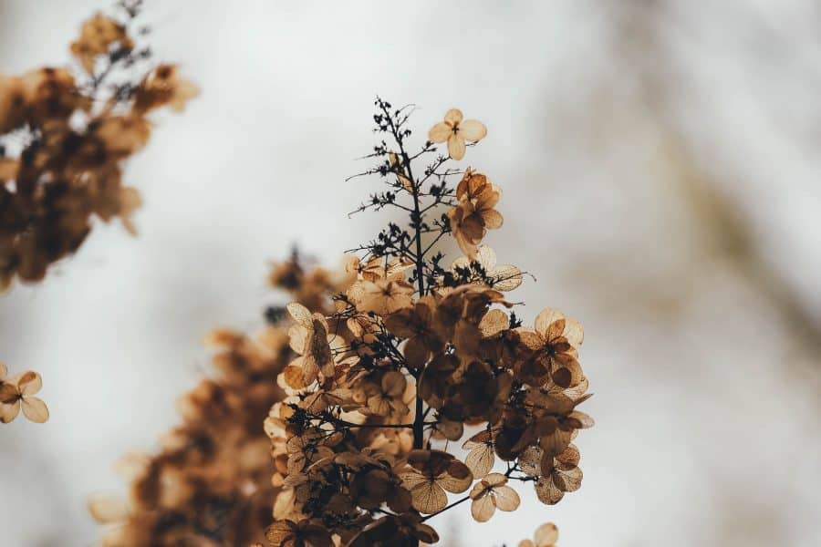 droogbloemen terug