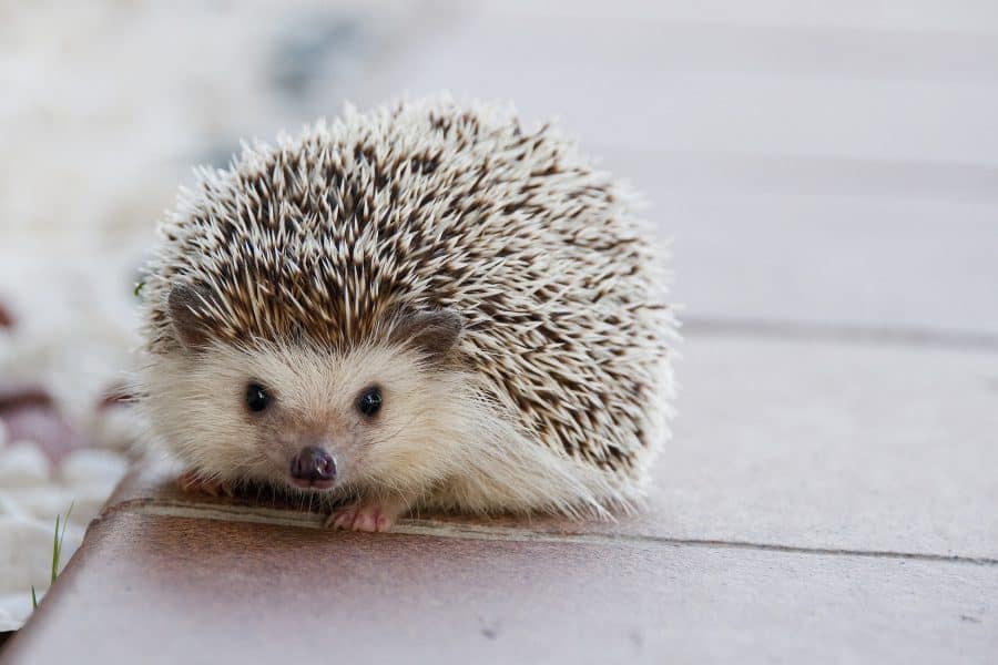 help de egel