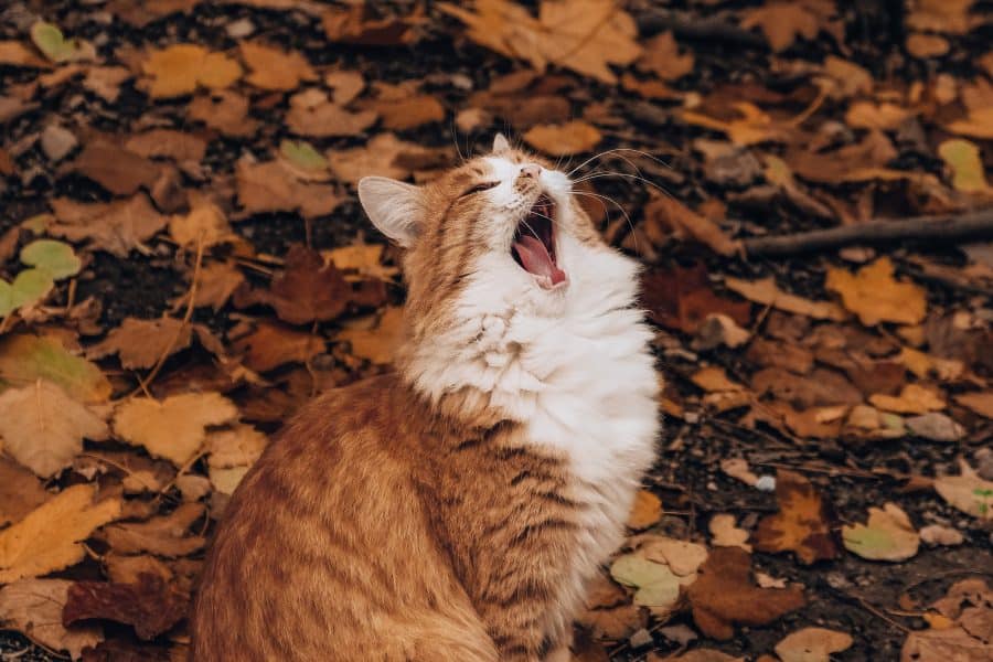 herfstdip kat
