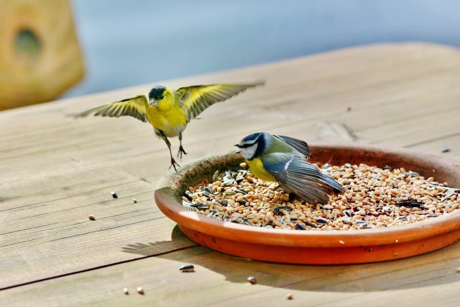 herfstvoer voor vogels