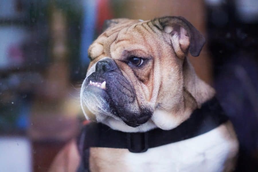 klagen hond