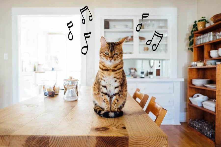 spotify for pets
