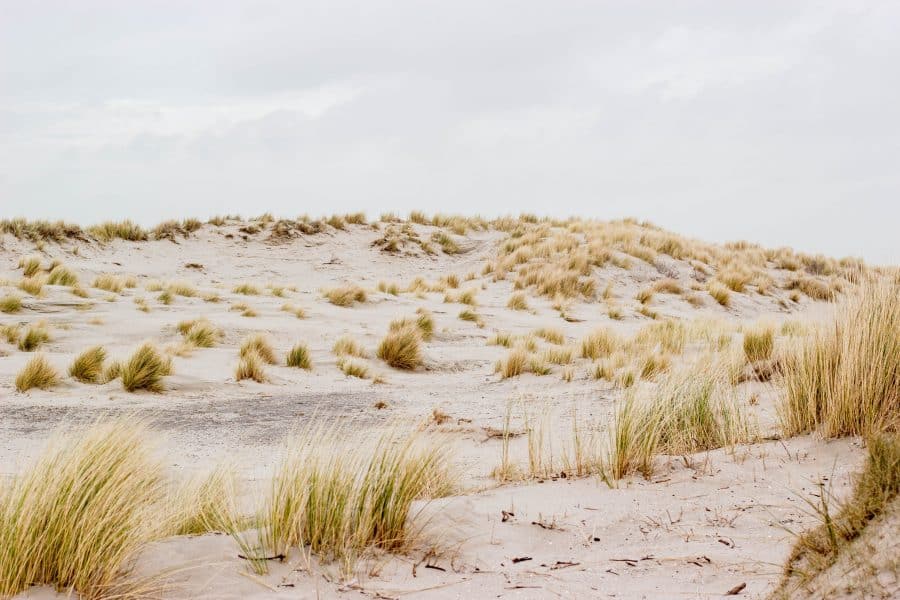 duinen natuur