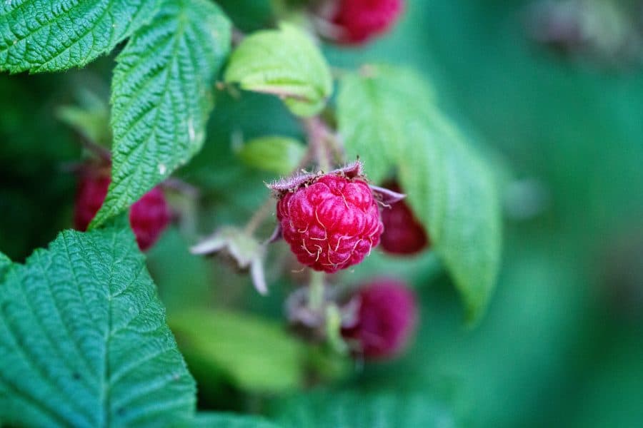 wildplukken frambozen
