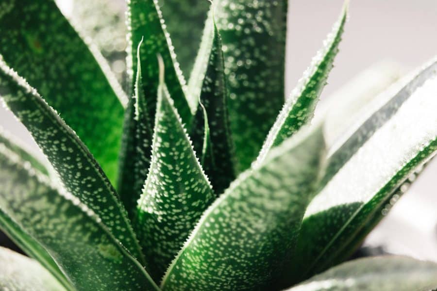 aloe vera