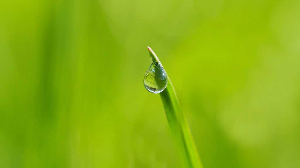 druppelende planten