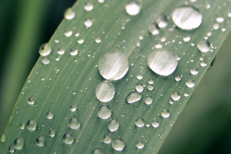 druppelende planten