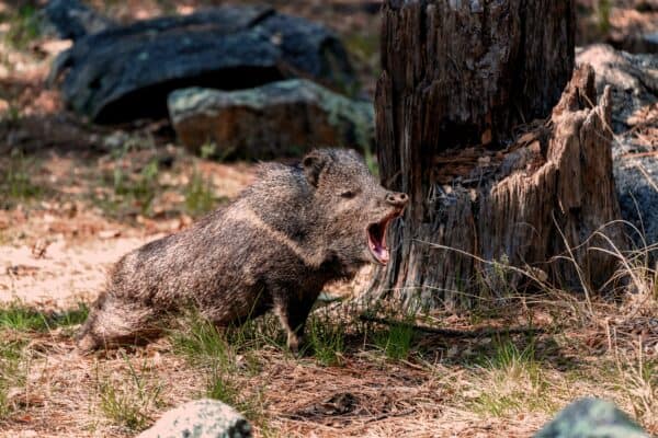 wilde dieren spotten 2