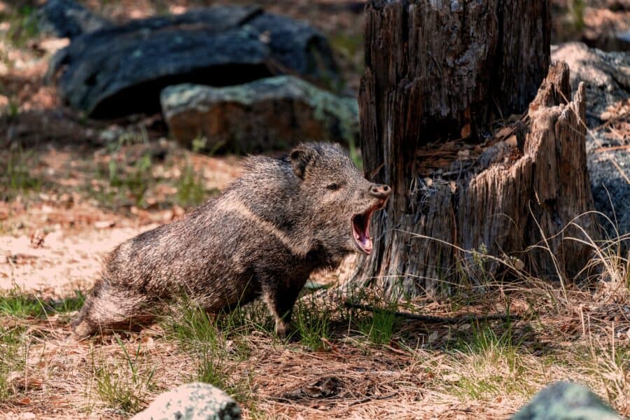 wilde dieren spotten 2