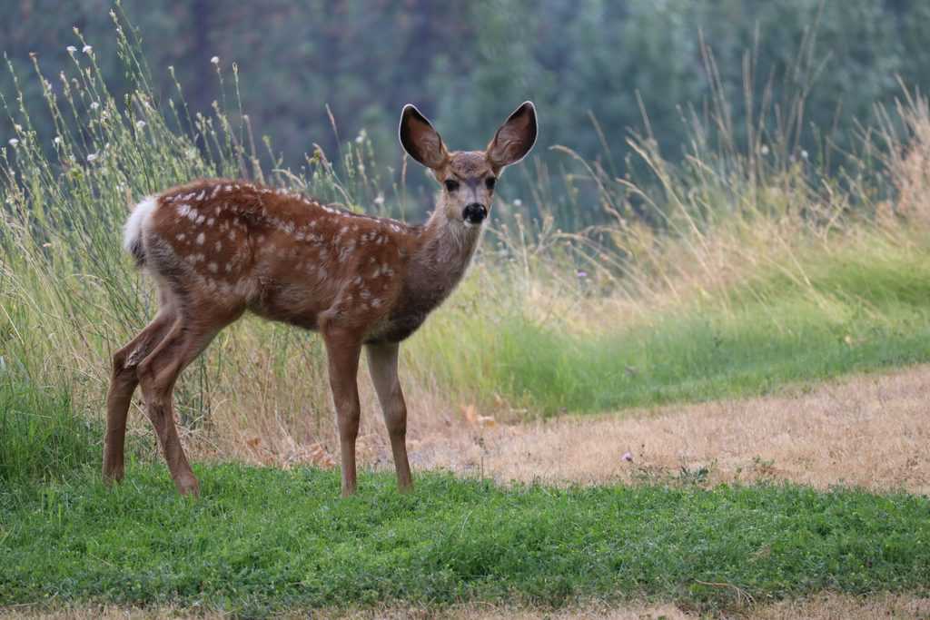 hoge veluwe